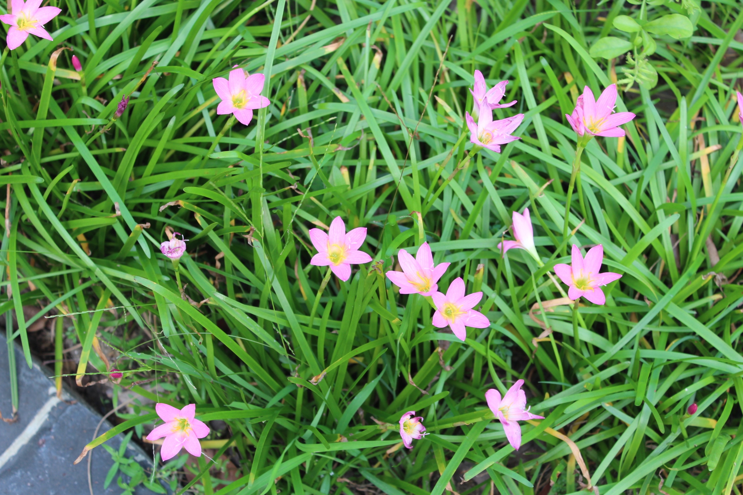 Zephyranthes rosea_Shi Biying