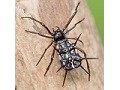 Arachnida - Spiders