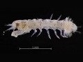 Arthropoda - Tanaidacean Crustaceans