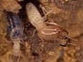 Blattodea - Termites and Cockroaches data-sf-ec-immutable=