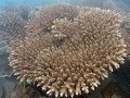 Cnidaria (Scleractinia) - Stony Corals 