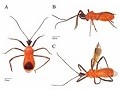 Hemiptera (Reduviidae) - Assassin Bugs 