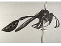 Hymenoptera - Wasps