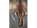 Hymenoptera (Formicidae)-Ants