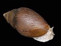 Mollusca - Molluscs