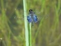 Odonata - Dragonflies and Damselflies