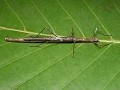 Phasmida - Stick Insects