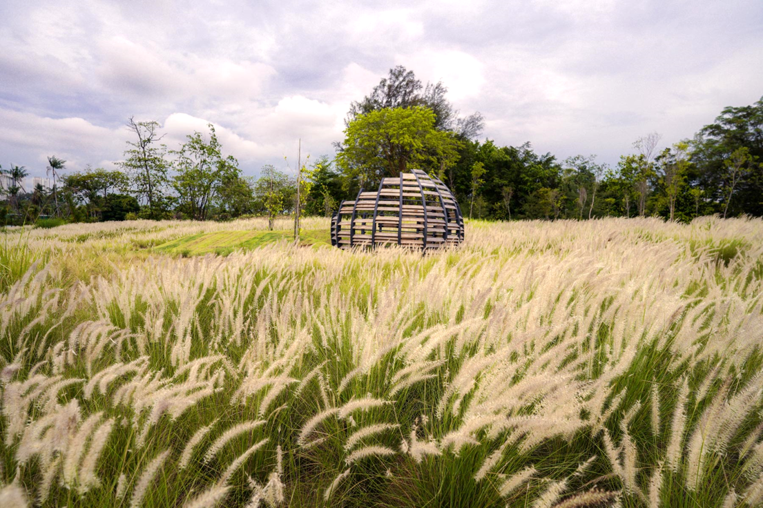 Grasslands landscape