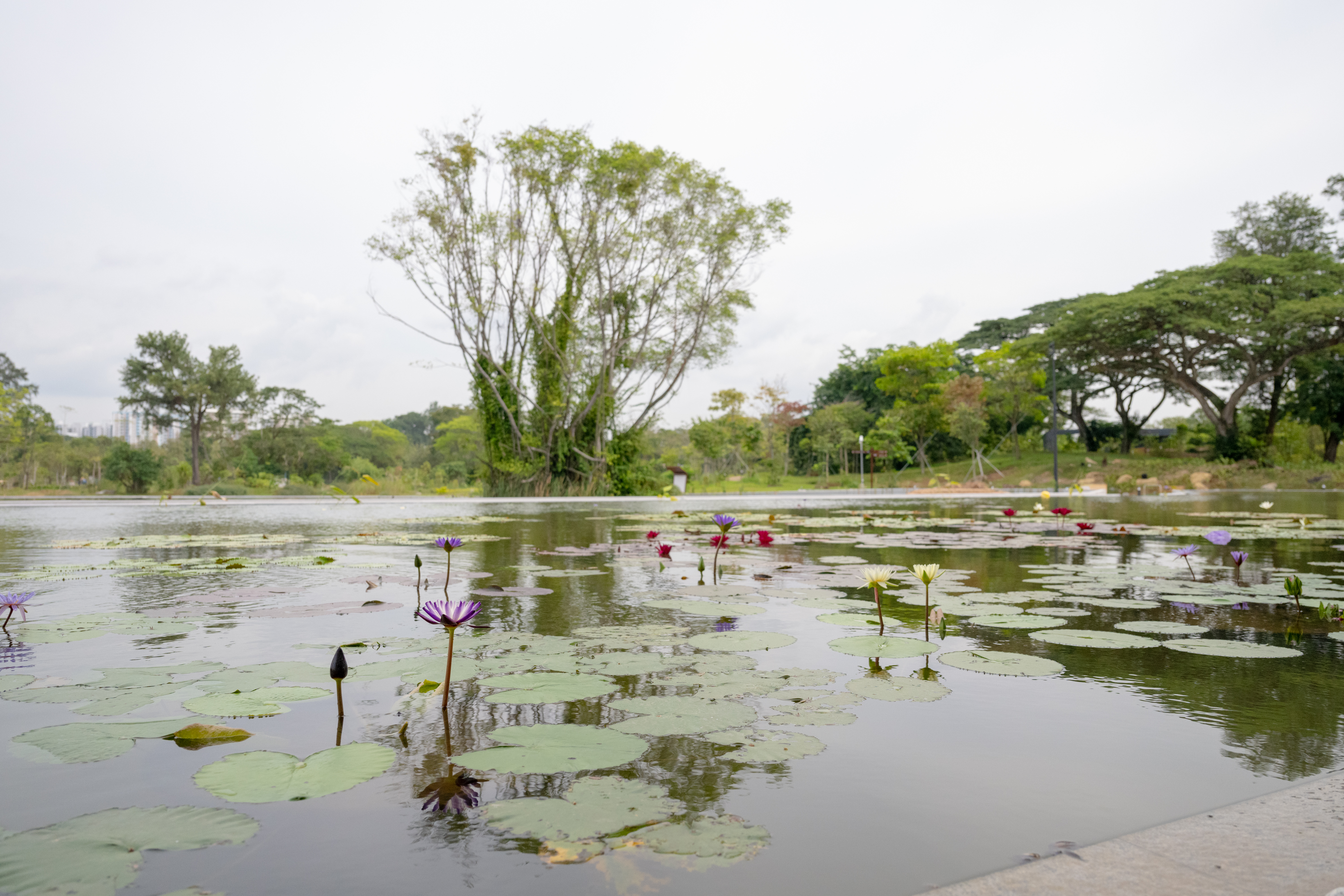 water lily garden