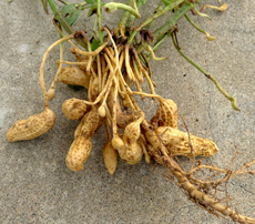 It's Fun Growing Your Own Peanuts!