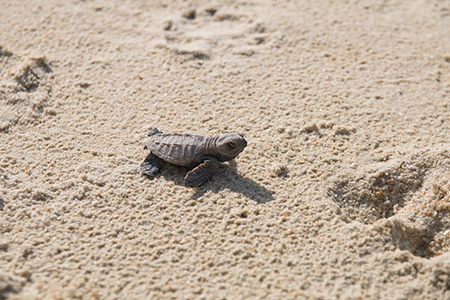 New Home to Conserve Turtles