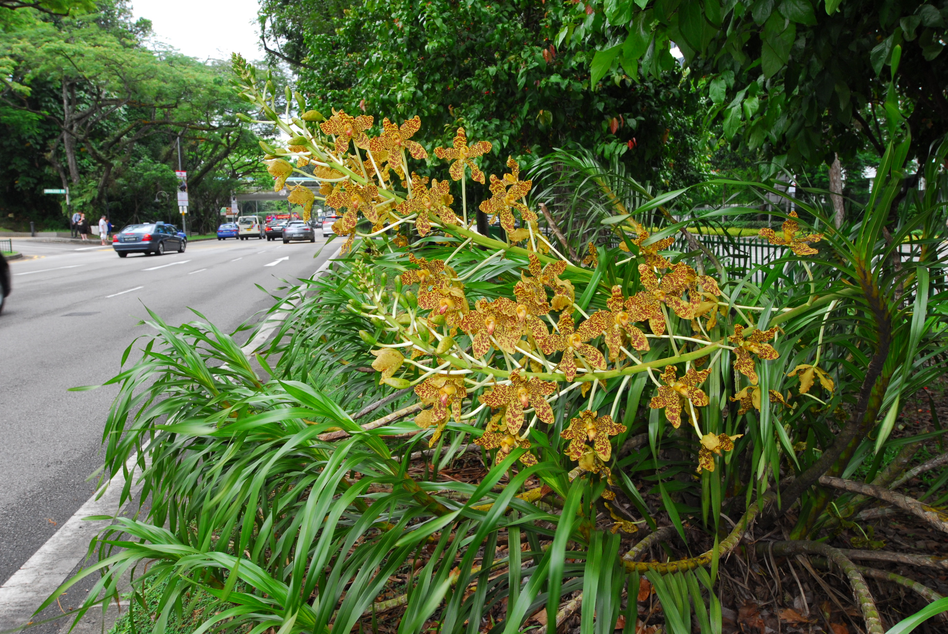 Conserving Singapore's Native Orchids