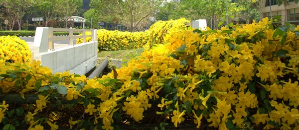 Singapore Blooms 