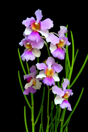 Vanda Miss Joaquim - Our National Flower - Recommended Activities